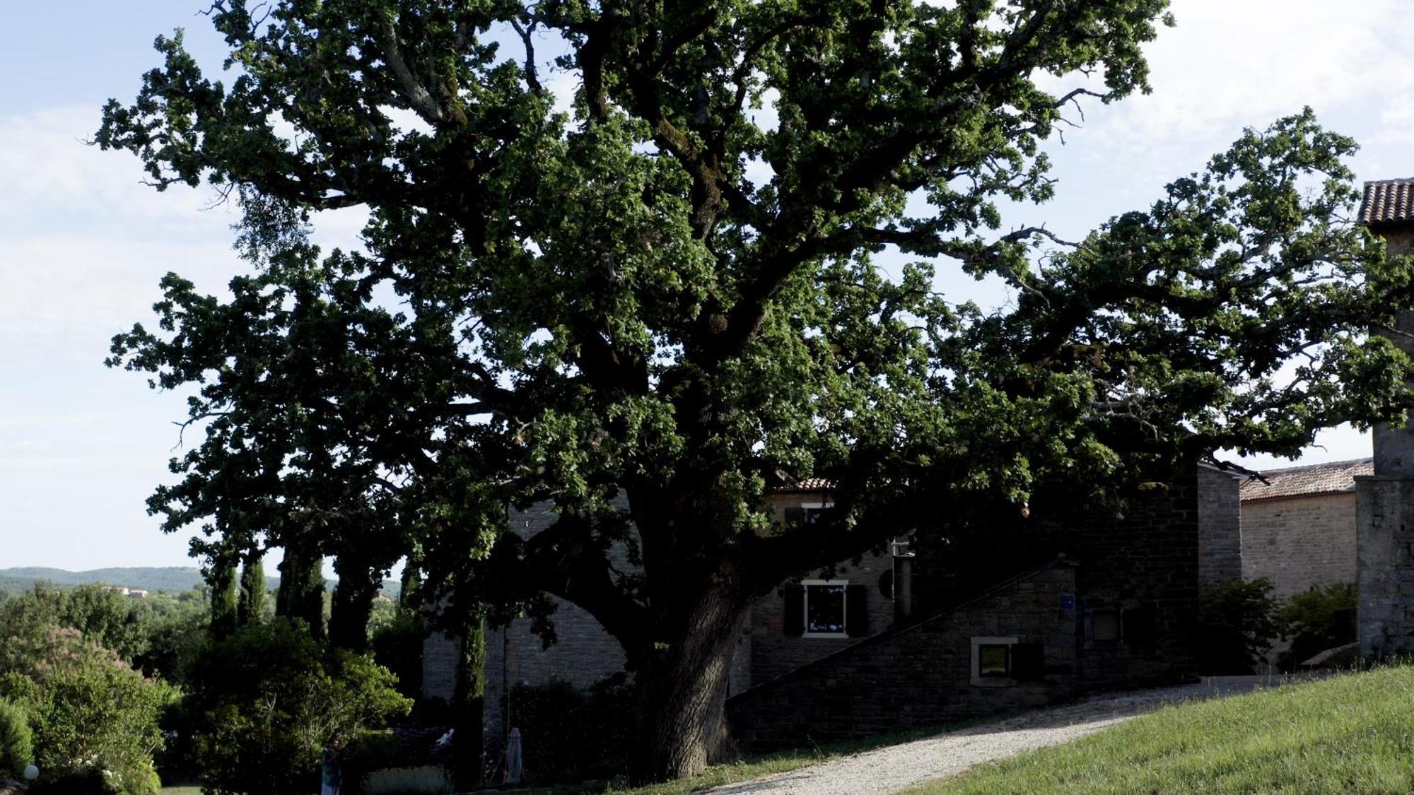Apartamento L'abbraccio della quercia Momjan Exterior foto