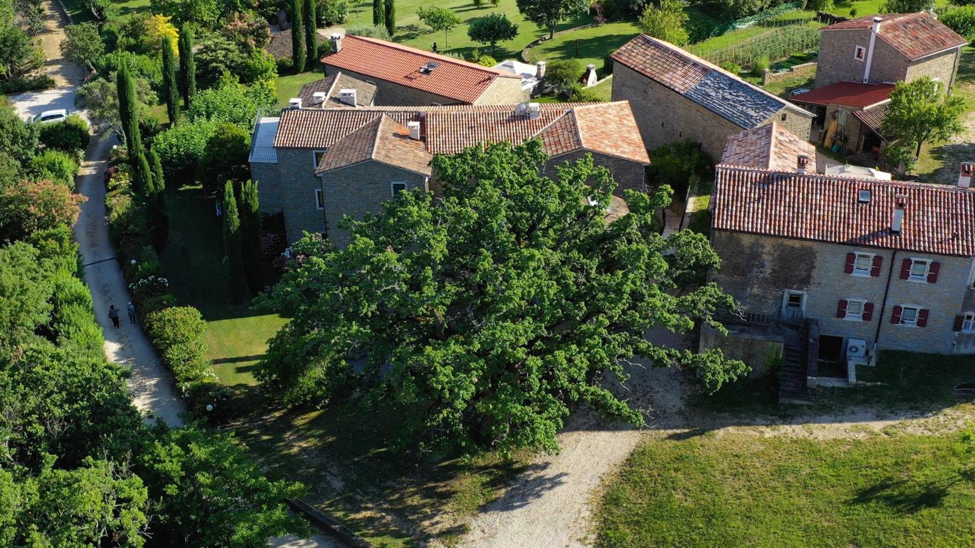 Apartamento L'abbraccio della quercia Momjan Exterior foto